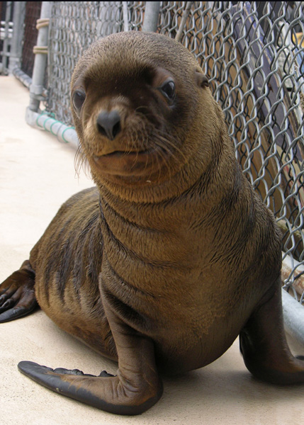 Adopt a Seal - Poster Seal